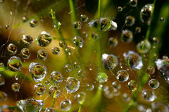 Water drops with spiderwebs in grass