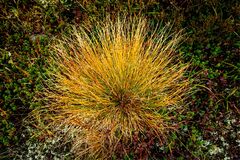 High Mountain Grass