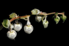 Salal