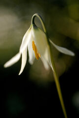 Fawn Lily