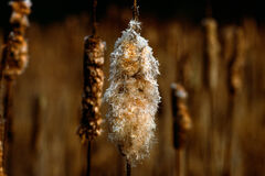 Frosty Cattail