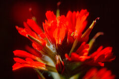 Indian Paintbrush