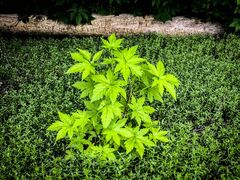 Beach Greenery