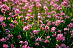 Sea Pink