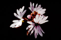 Woodland Star