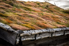 Sod Roof