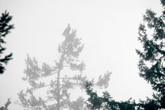 Eagle Calling