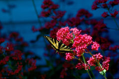 Monarch butterfly on Valerian flower