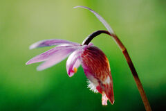 Calypso Orchid