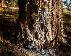 Ancient Fir