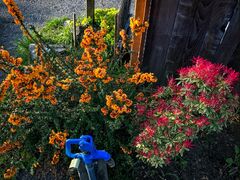 Springtime Flowers