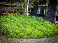 The weed patch