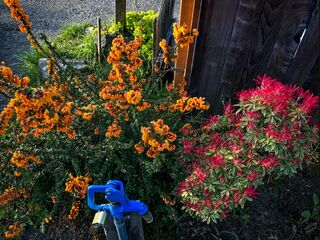Springtime Flowers