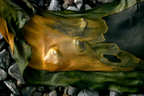Dry kelp frond