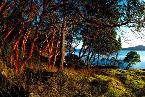 Madrona Grove at Sunset