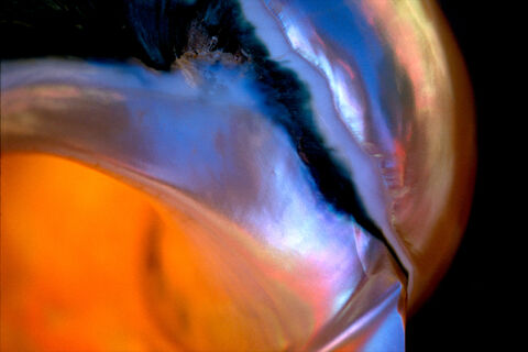 Iridescent Shell