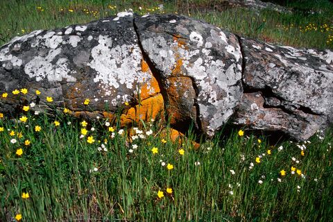 Buttercup and Chickweed
