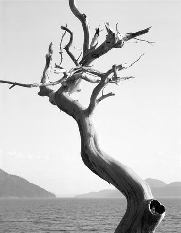 Dead Madrone