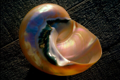 Iridescent Shell at Sunrise
