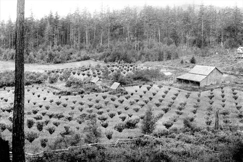 Clark farm, circa 1900