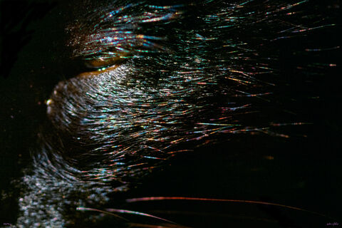 My Cat, Wild Thing