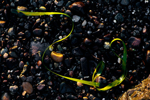 Eel grass at sunrise