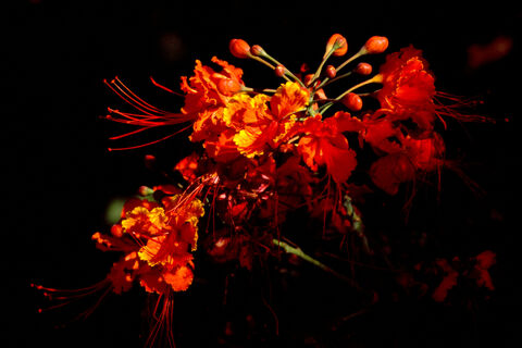 Betsy’s Garden