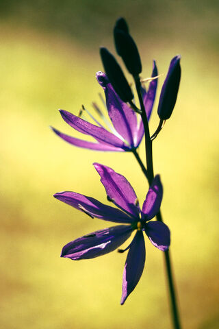 Camas