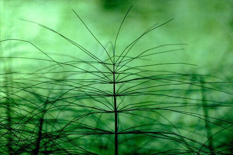 Horsetail