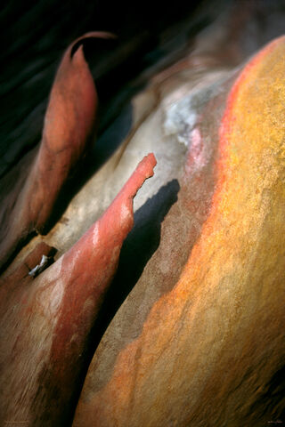 Madrona bark