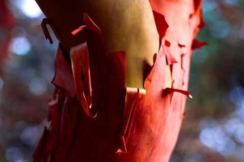 Peeling Bark