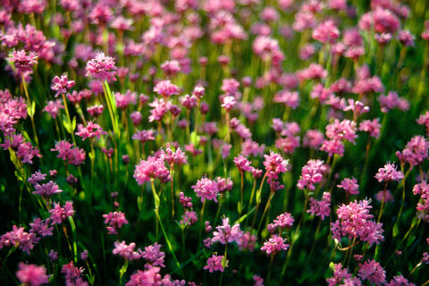 Sea Pink