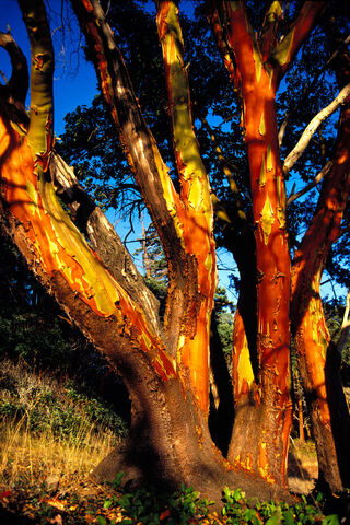 Madrona Tree at Sunset