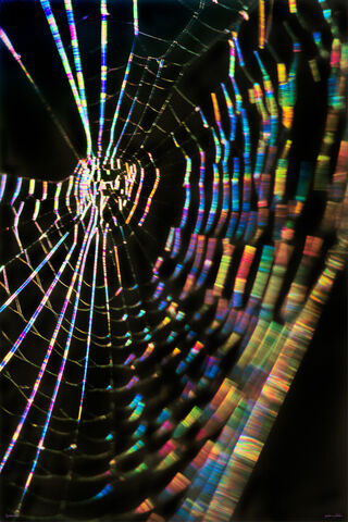 Spiderweb Waldron