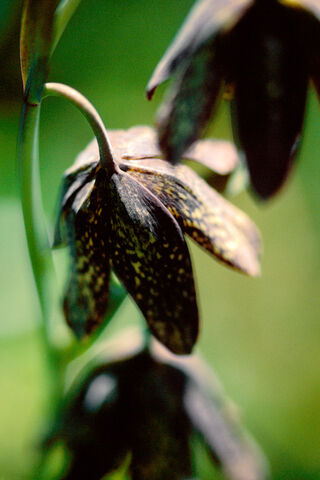 Chocolate Lily