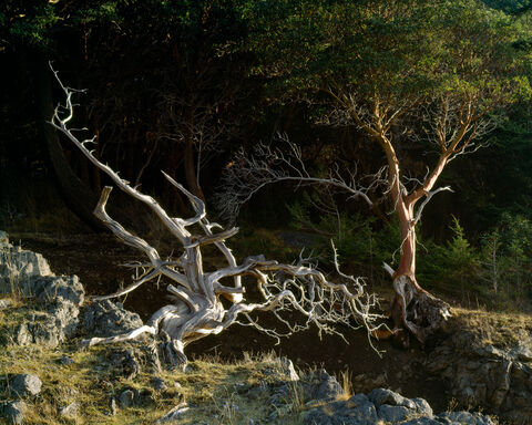 Dead Juniper