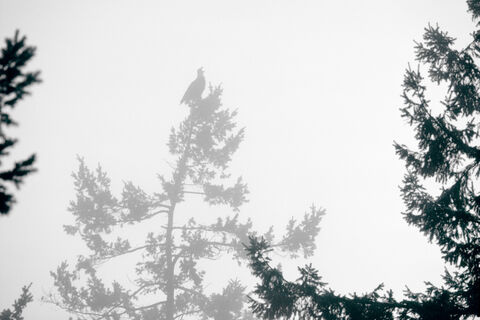 Eagle Calling