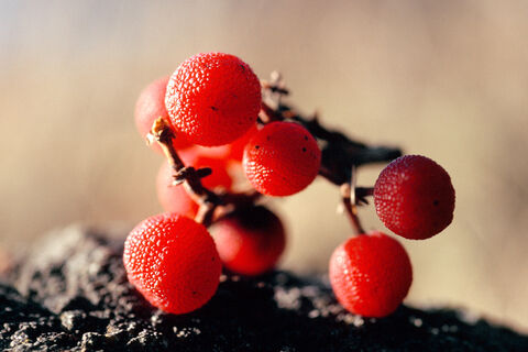 Madrona Berries