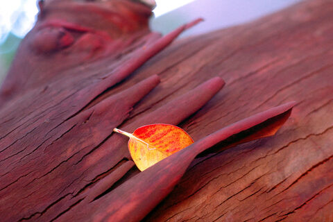 Madrona Leaf