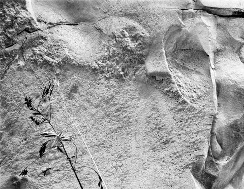 Grass Stalk and Rock