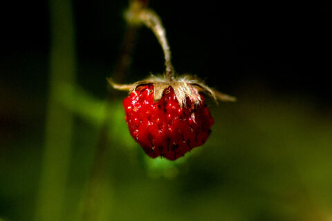 Wild Strawberry