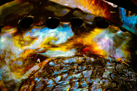 Polished Shell