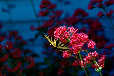Monarch butterfly on Valerian flower