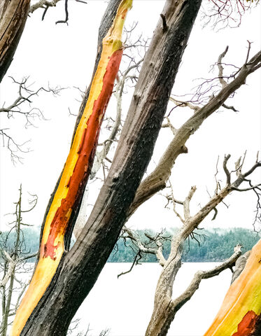 Winter Branches