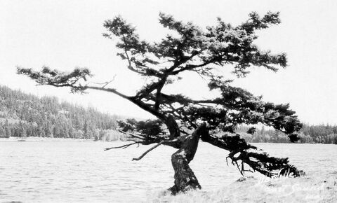 Fir tree, Cascade Lake